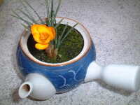  20050322-crocus_tea pot 1.JPG 